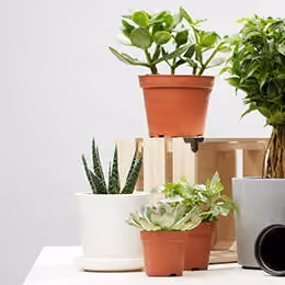 Plants