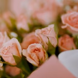 Preserved Roses