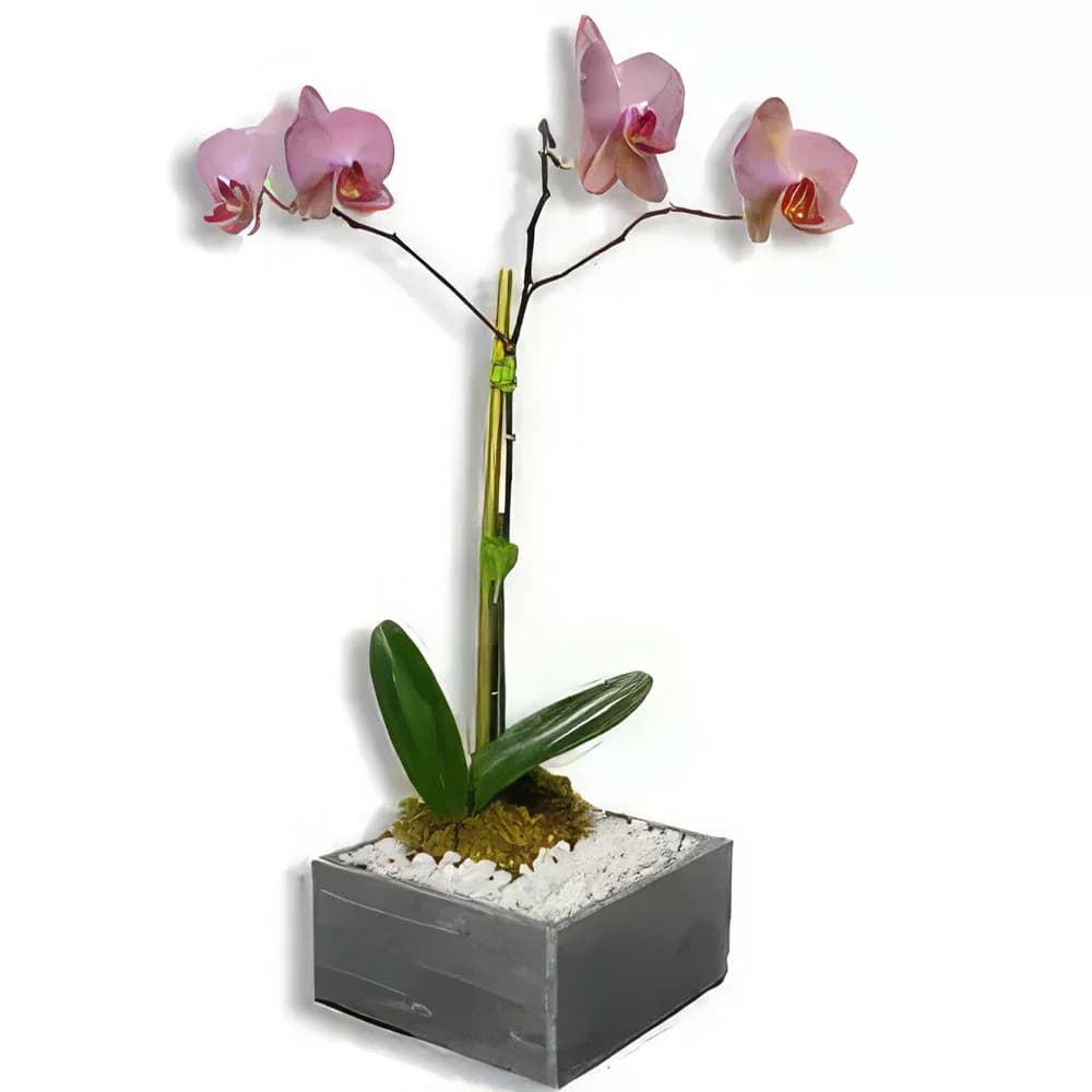 Vaso di fiori eterni in fiore