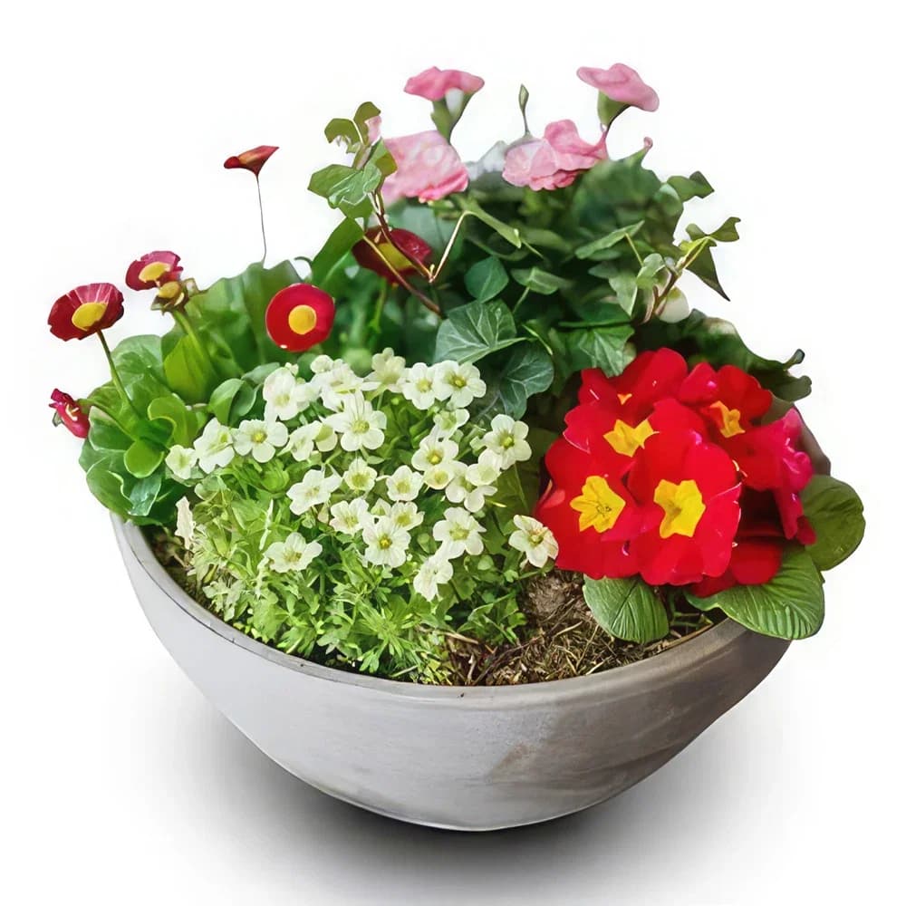 Plantas sazonais para presentes perenes