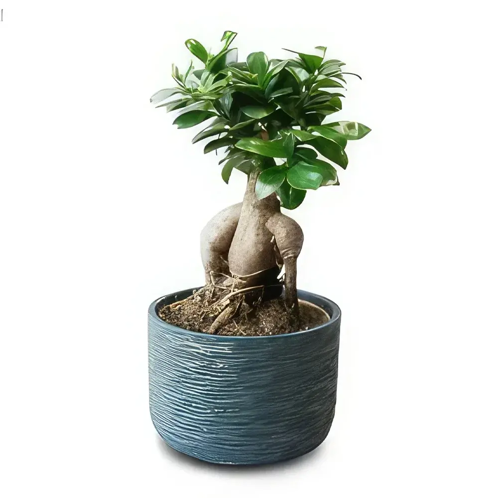 Pote de cerâmica Ficus Ginseng Bonsai