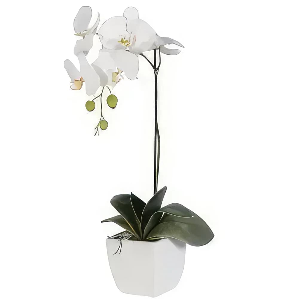 完美纯白兰花